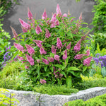 Buddleja 'butterfly Candy Little Pink' (dwarf) | 1 x 3L | Pink