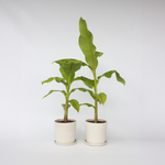 Hardy Banana - 2 Pcs. - Musa Basjoo - Height 55-70cm - ⌀21cm | Set-of-2 | Green