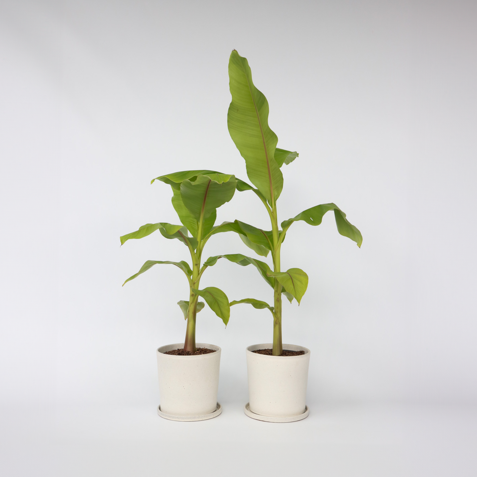 Hardy Banana - 2 Pcs. - Musa Basjoo - Height 55-70cm - ⌀21cm | Set-of-2 | Green