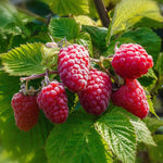 Raspberry 'tulameen' Plant | 3 x Bare Root
