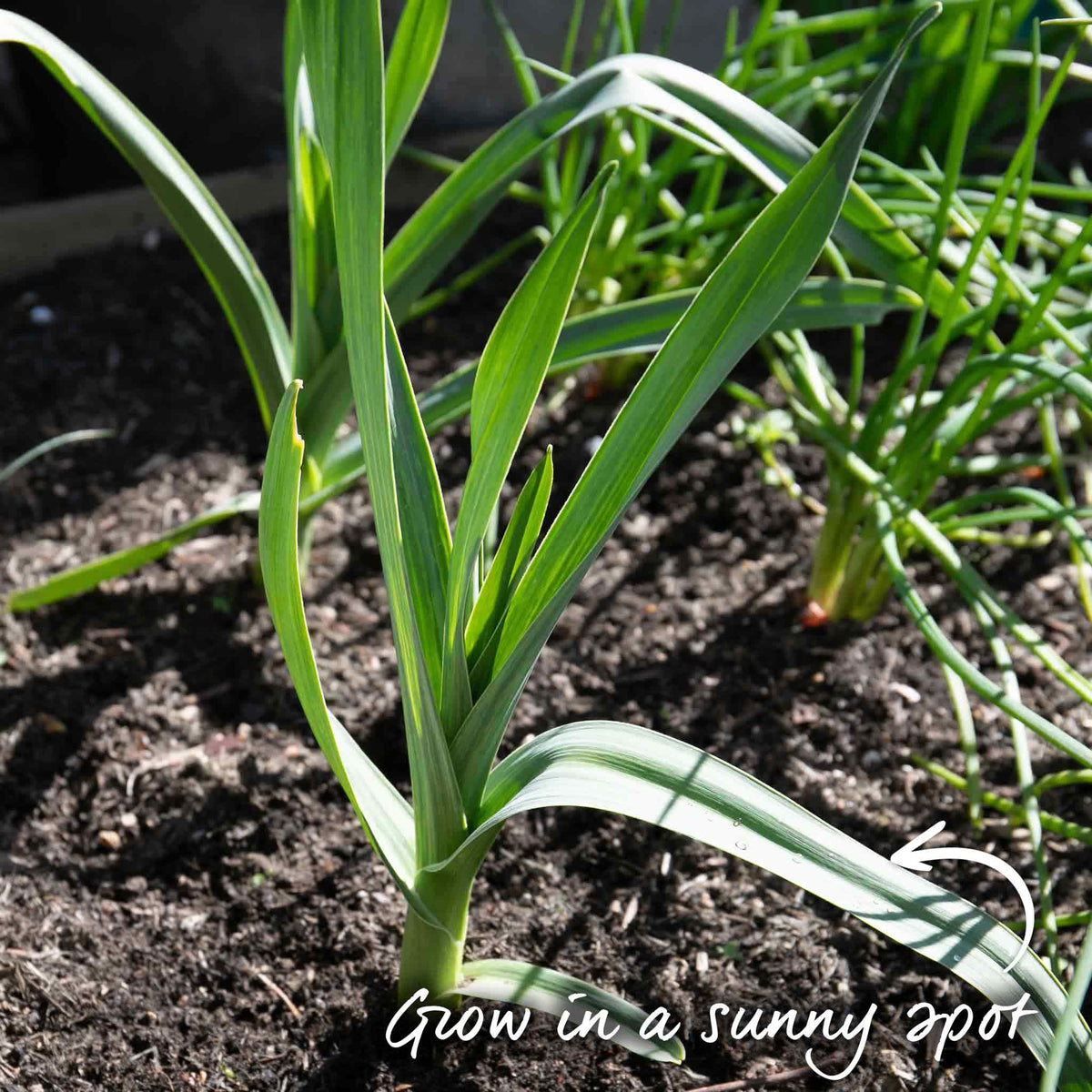 Elephant Garlic - Spring Planting, Mild Large Cloves | Set of 3 | Multi
