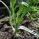 Elephant Garlic - Spring Planting, Mild Large Cloves | Set of 6 | Multi