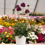 Scabious 'dark Purple Scoop' Deep Purple Perennial, 60–75cm | 12 x Plug Plants | Dark Purple
