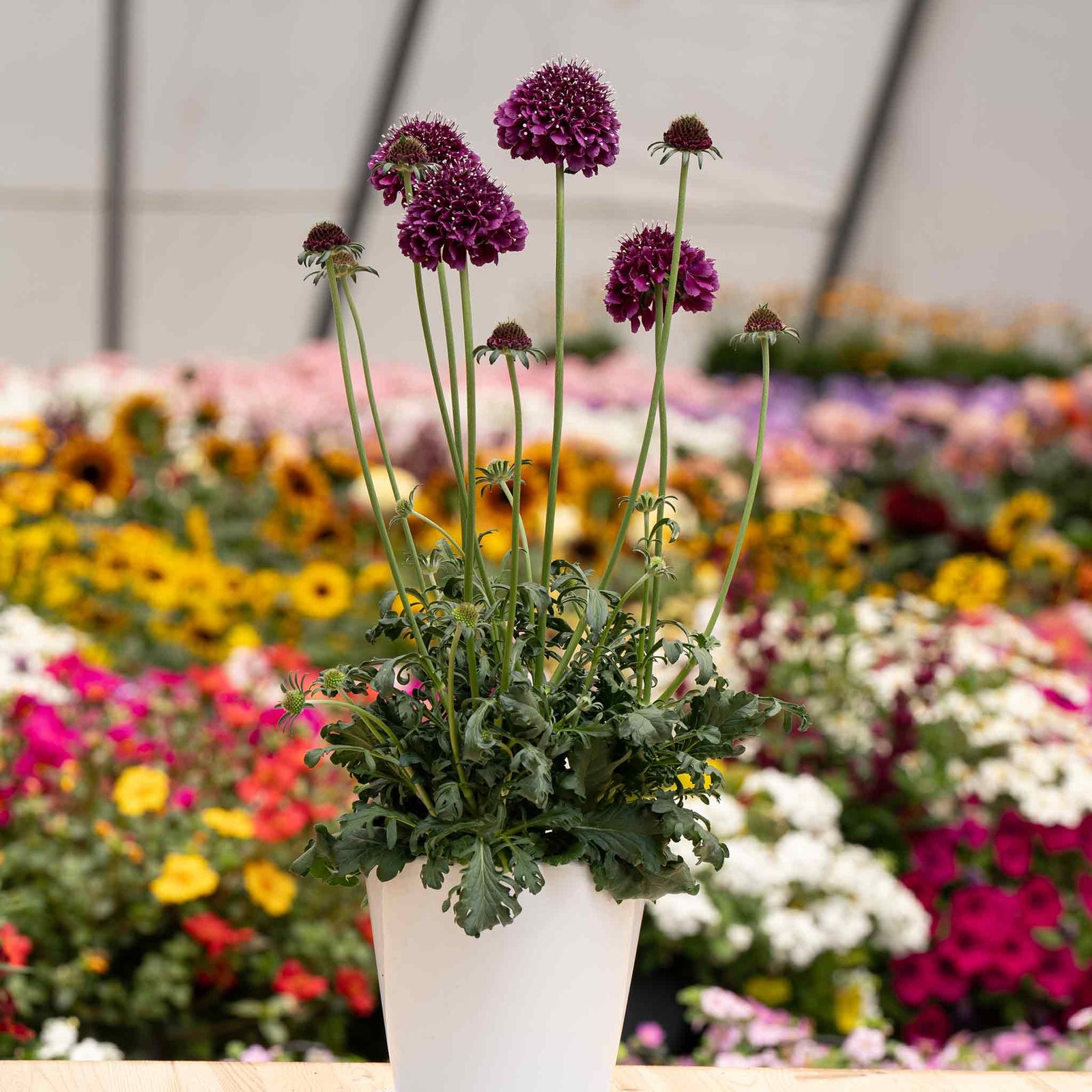Scabious 'dark Purple Scoop' Deep Purple Perennial, 60–75cm | 12 x Plug Plants | Dark Purple