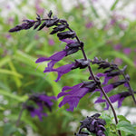 Salvia 'amistad' Deep Purple Hardy Perennial 120cm | 3 x Jumbo Plugs | Deep Purple