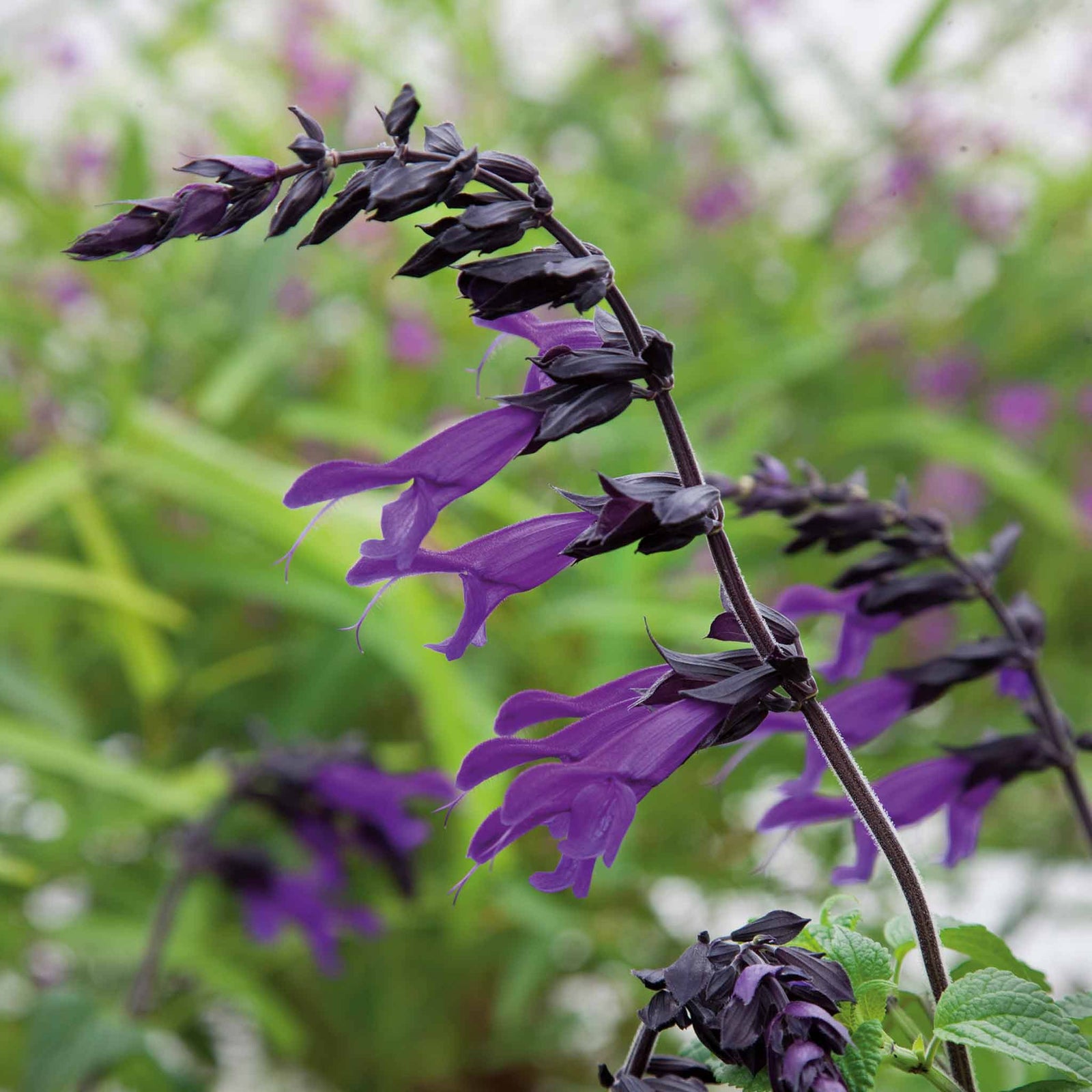 Salvia 'amistad' Deep Purple Hardy Perennial 120cm | 3 x Jumbo Plugs | Deep Purple