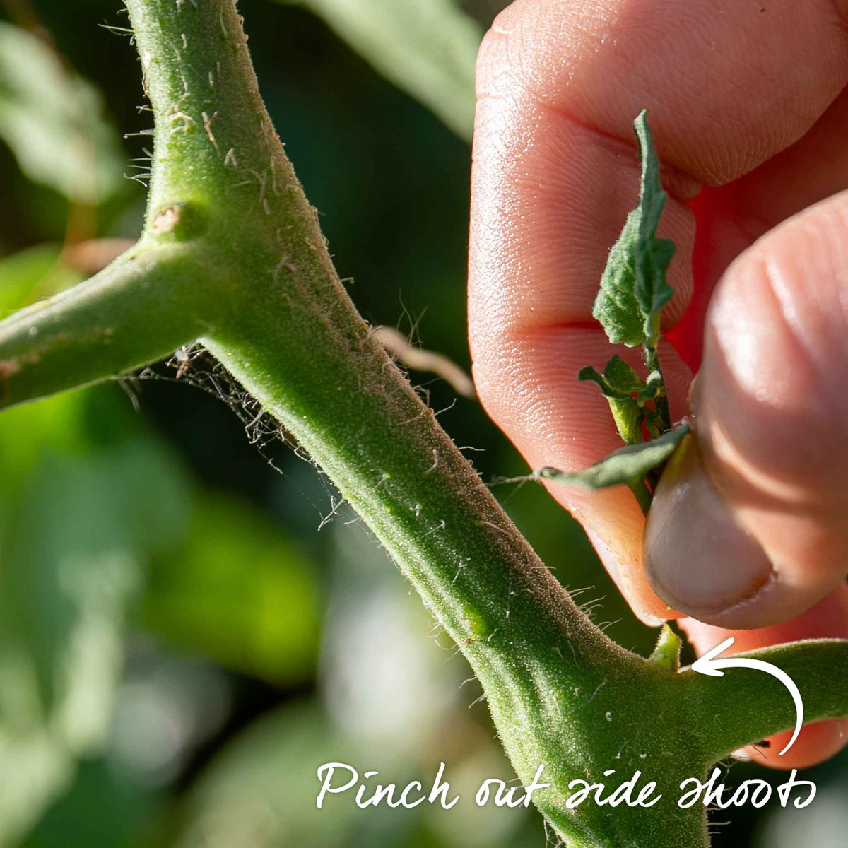 Cordon Tomato Plant 'gardeners Delight' 9cm Plants | Set of 3