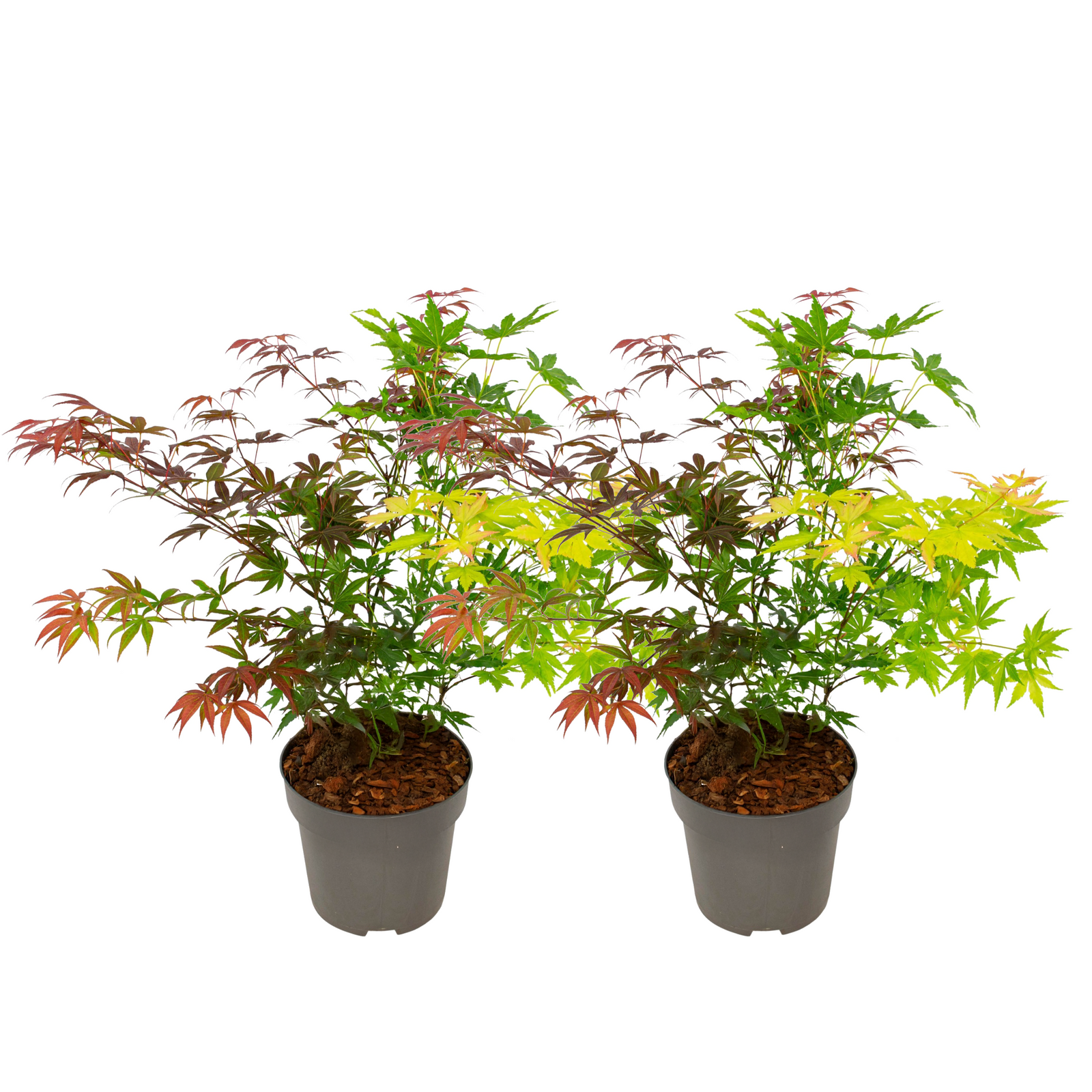 Japanese Maple - Acer Palmatum 'festival' - Height 60-70cm - ⌀19cm | Set of 2 | Green