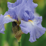 Iris Re-blooming Collection | Set of 10