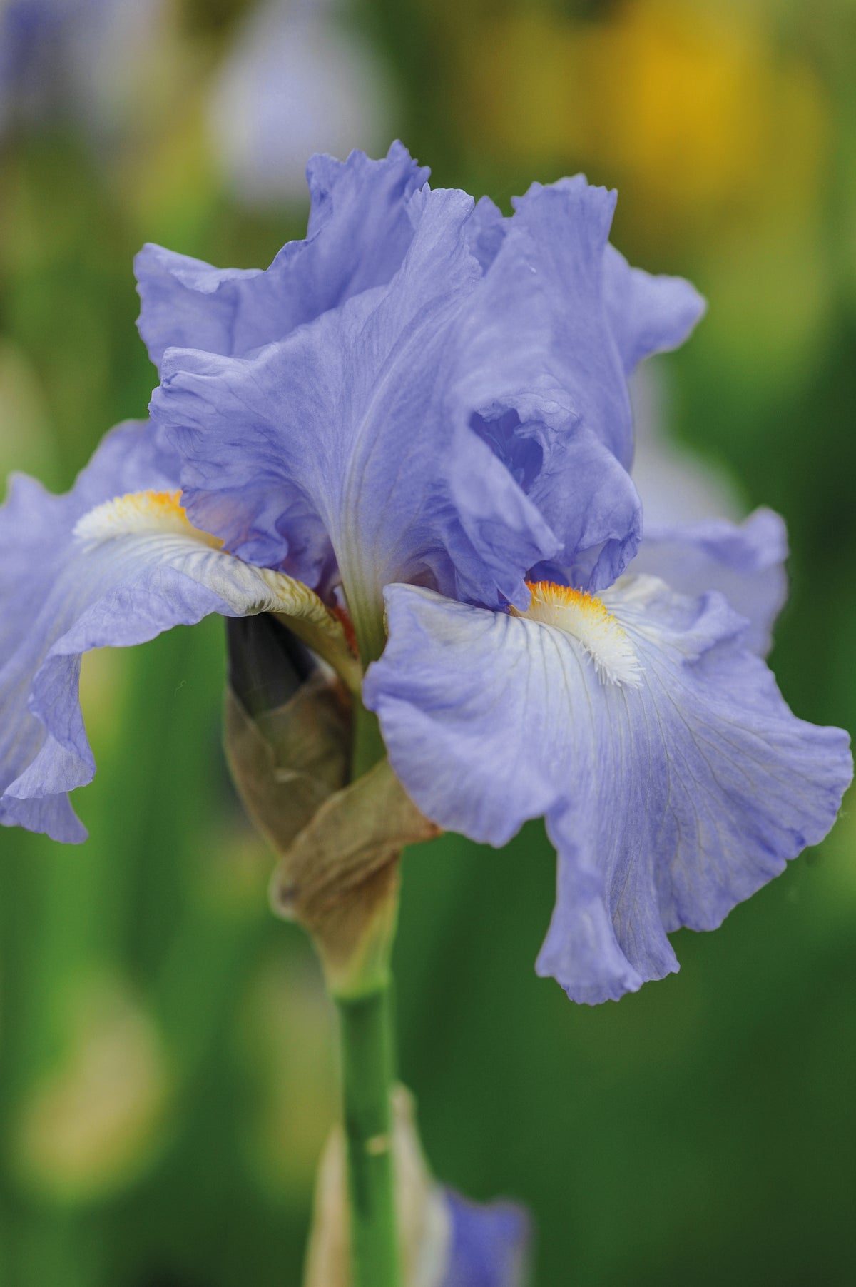 Iris Re-blooming Collection | Set of 5