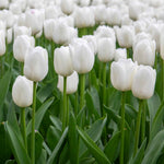Tulip Clearwater - 1pure White, 50-100 Cm | Set of 10 | White