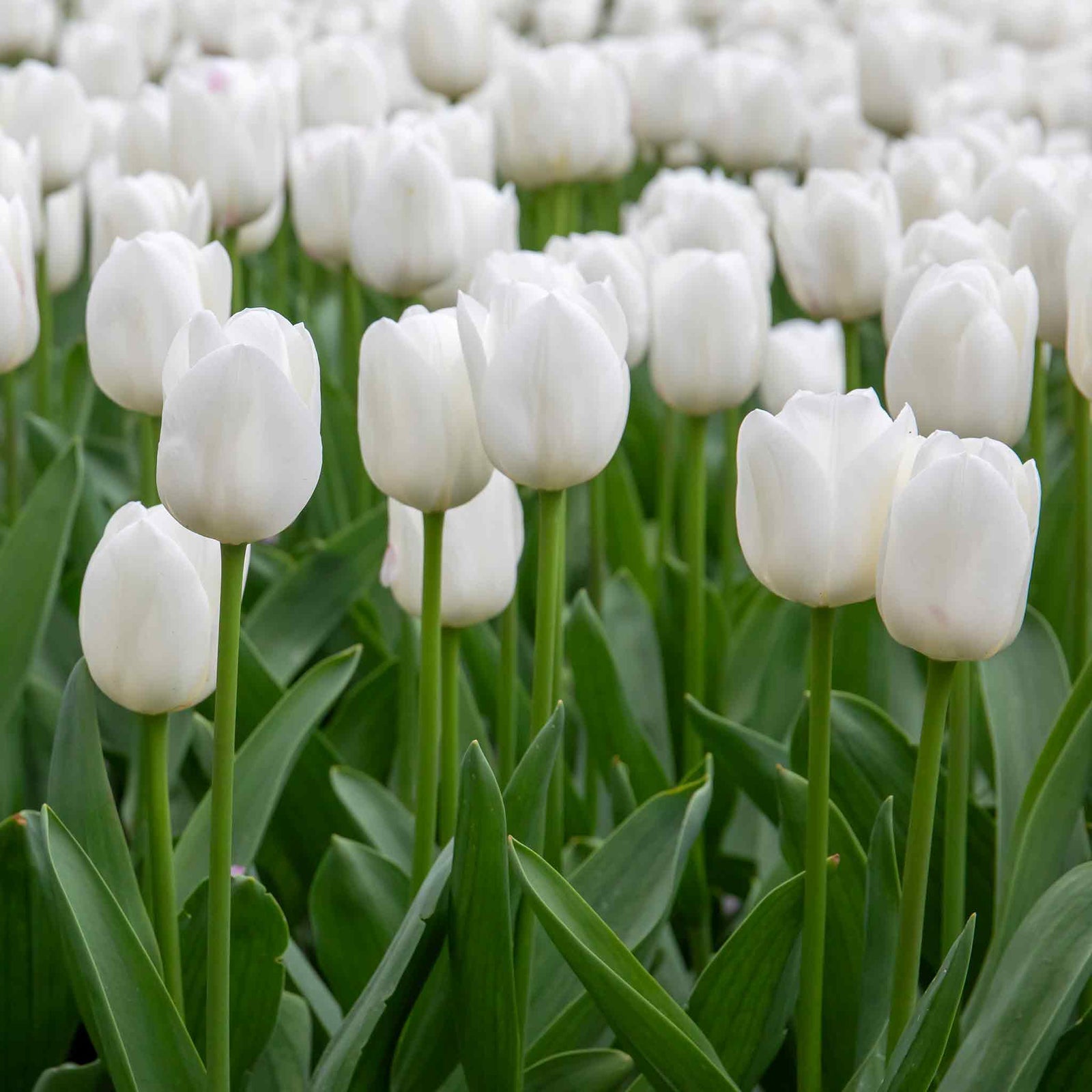 Tulip Clearwater - 1pure White, 50-100 Cm | Set of 10 | White