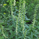 Digitalis Lutea - This Yellow Foxglove Will Come Back Year After Year - 1 X 2l Pot