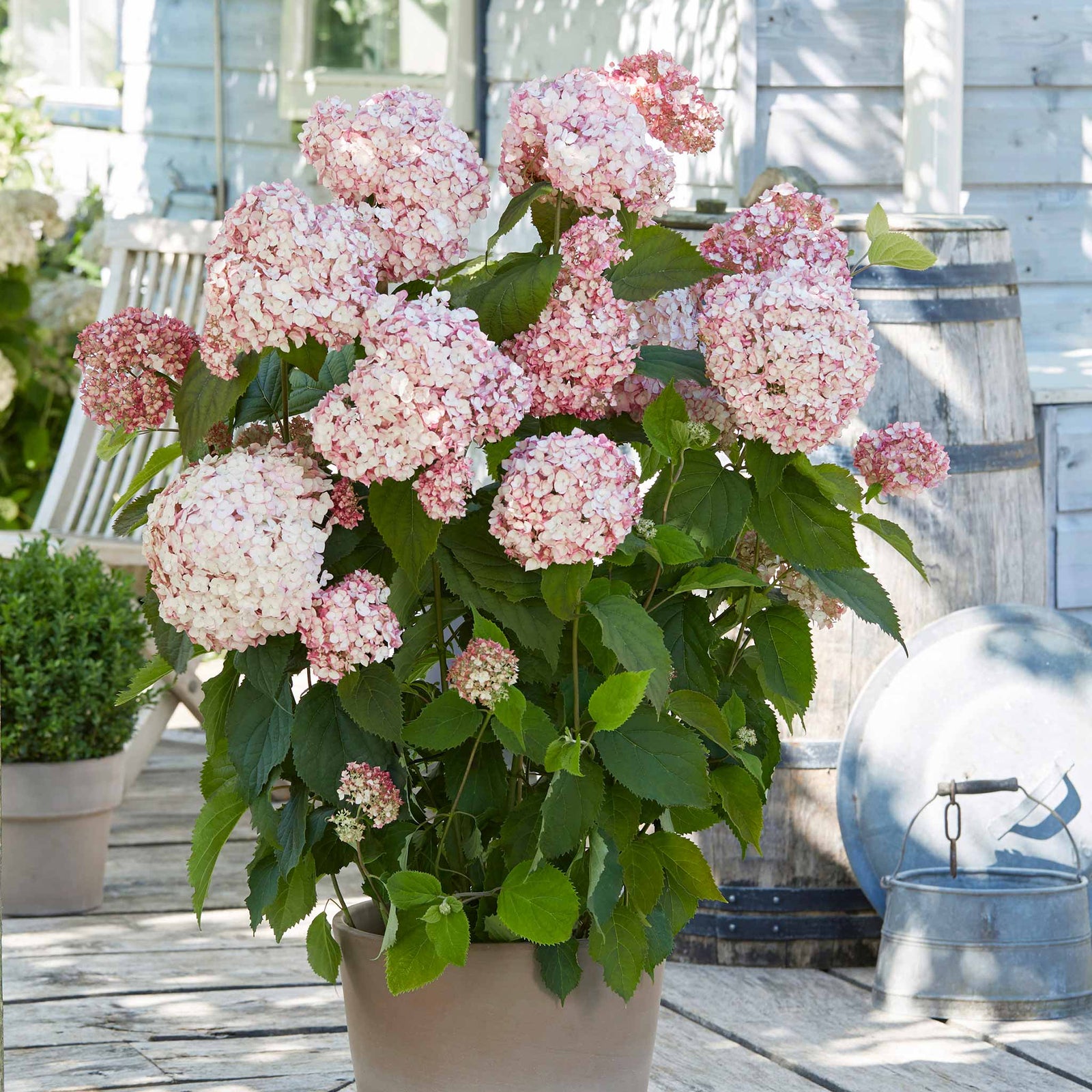 Hydrangea 'candybelle Bubblegum' Pink Flowering Shrub | 1 x 3L | Pink
