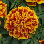 French Marigold 'bonanza Bee' Seeds, Double Gold-edged Flowers, 50 Seeds | 50 Seeds