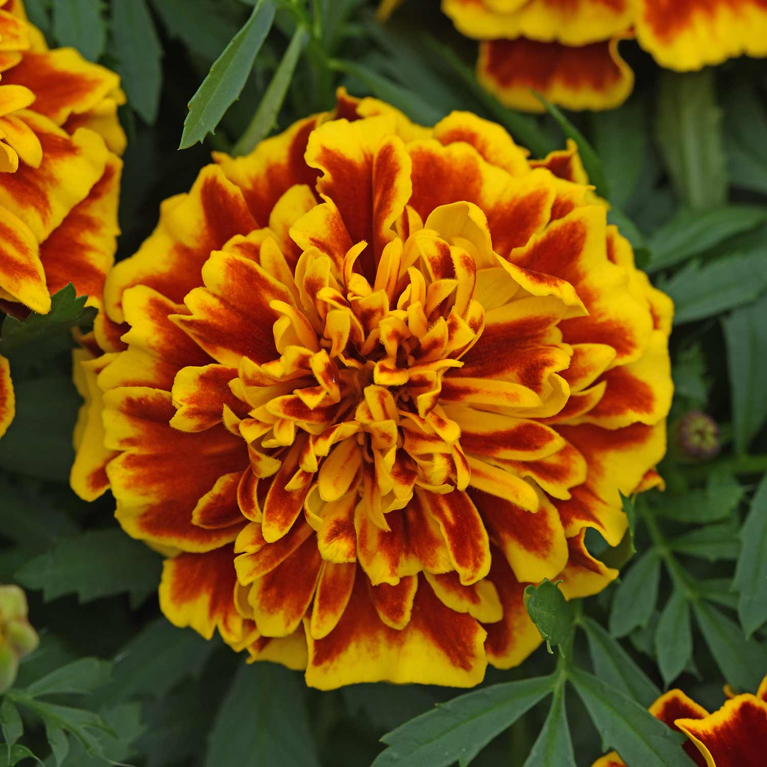 French Marigold 'bonanza Bee' Seeds, Double Gold-edged Flowers, 50 Seeds | 50 Seeds