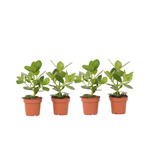 Autograph Tree - 4 Pcs. - Clusia Rosea 'princess' - Height 25-35cm - ⌀12cm | Set of 4 | Green