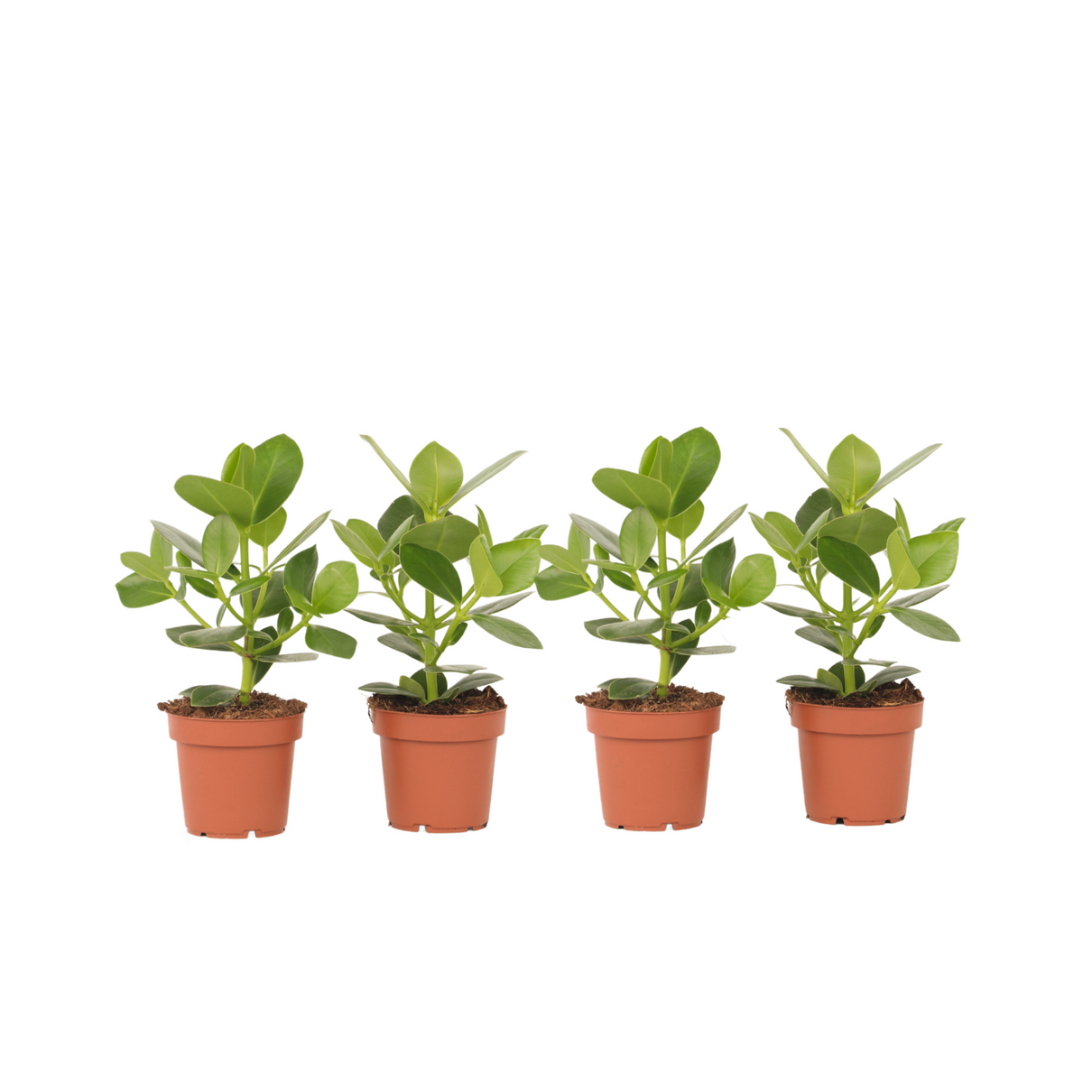 Autograph Tree - 4 Pcs. - Clusia Rosea 'princess' - Height 25-35cm - ⌀12cm | Set of 4 | Green