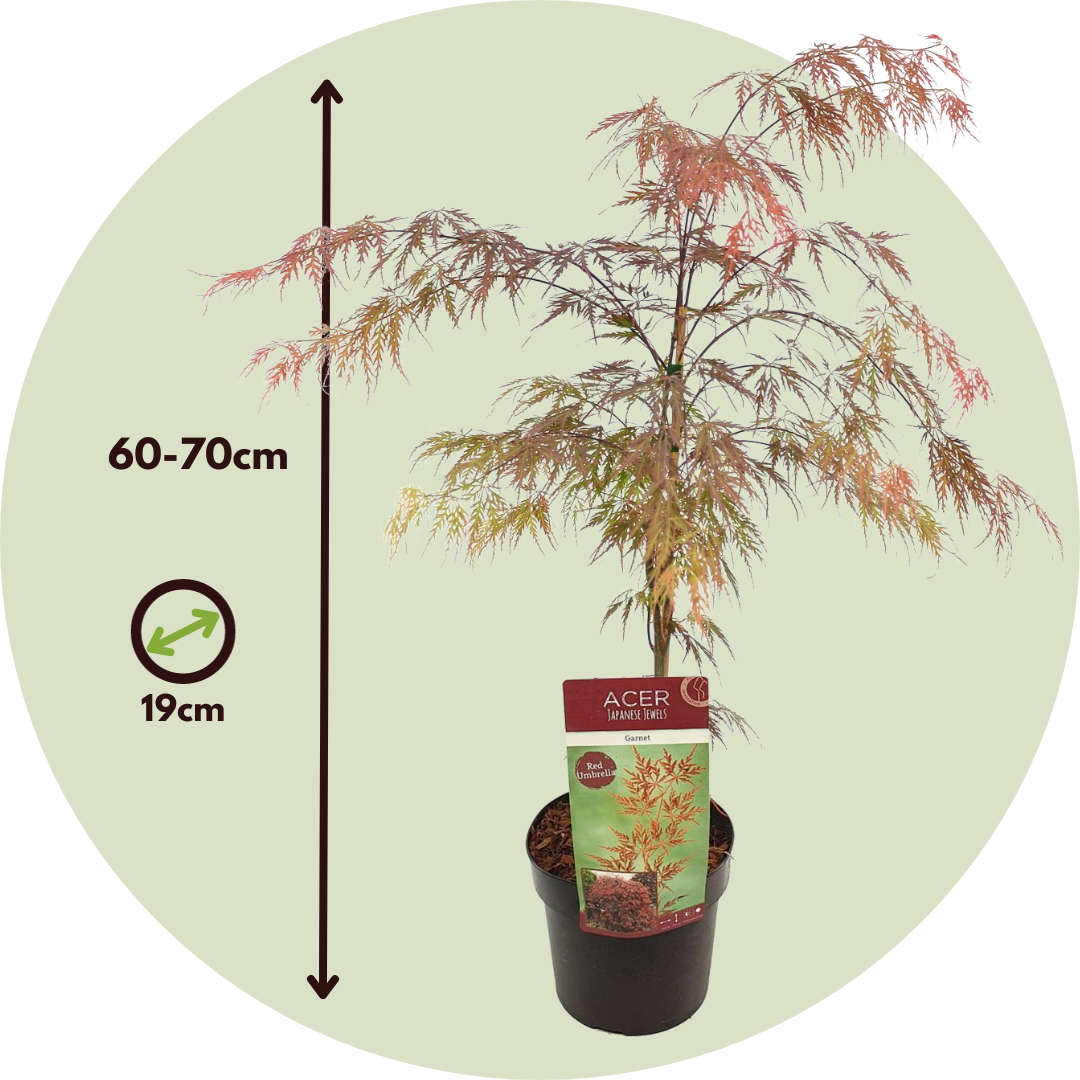 Japanese Maple - Acer Palmatum 'Garnet' - Height 60-70cm - ⌀19cm | Set of 1 | Red