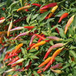 Chilli Plant 'basket Of Fire' — Compact, Colourful Fruits | 6 x 9cm | Multi
