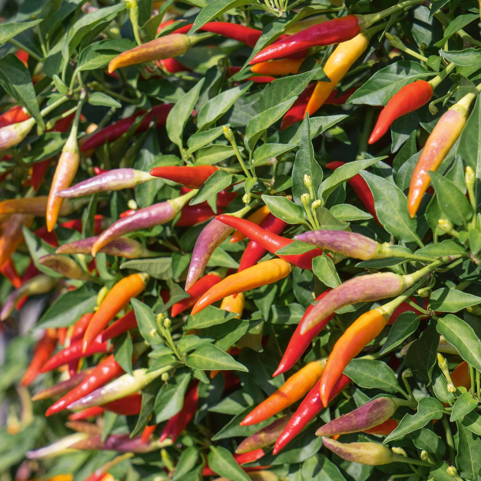 Chilli Plant 'basket Of Fire' — Compact, Colourful Fruits | 3 x 9cm | Multi