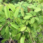 Akeba Quinata Chocolate Vine Climbing Plant 3-4ft Supplied In A 3 Litre Pot