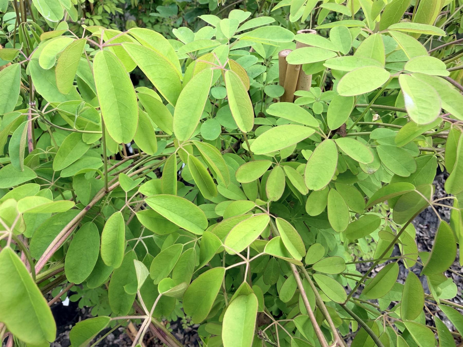Akeba Quinata Chocolate Vine Climbing Plant 3-4ft Supplied In A 3 Litre Pot