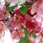 Malus Indian Magic Tree 6ft Tall Supplied In A 12 Litre Pot