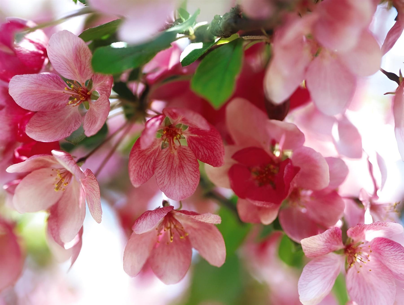 Malus Indian Magic Tree 6ft Tall Supplied In A 12 Litre Pot