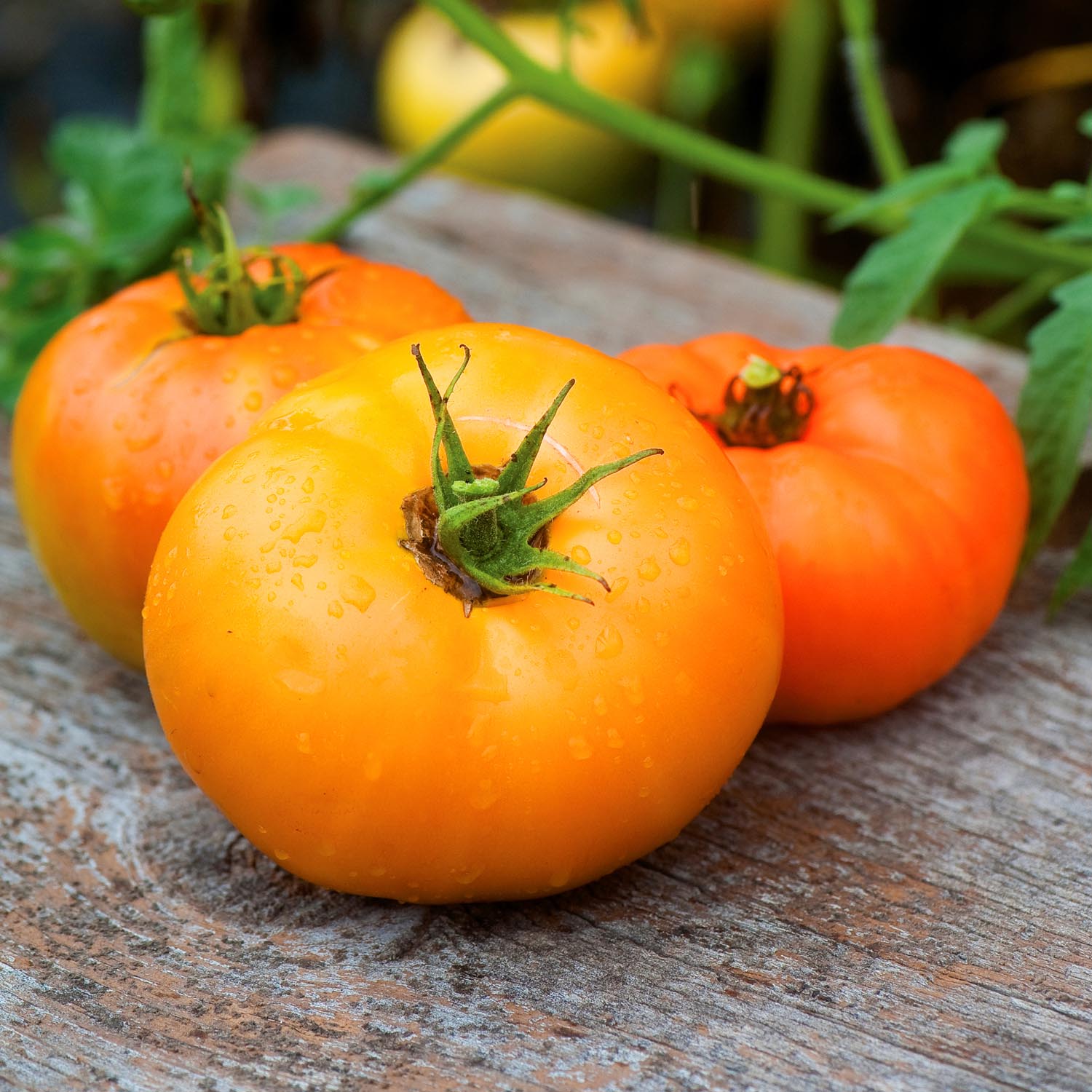 Tomato Seeds 'orange Wellington', Disease-resistant Rhs Award Winner | 12 Seeds