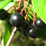 Aronia X Prunifolia Nero - 2 litre pots | Set-of-1