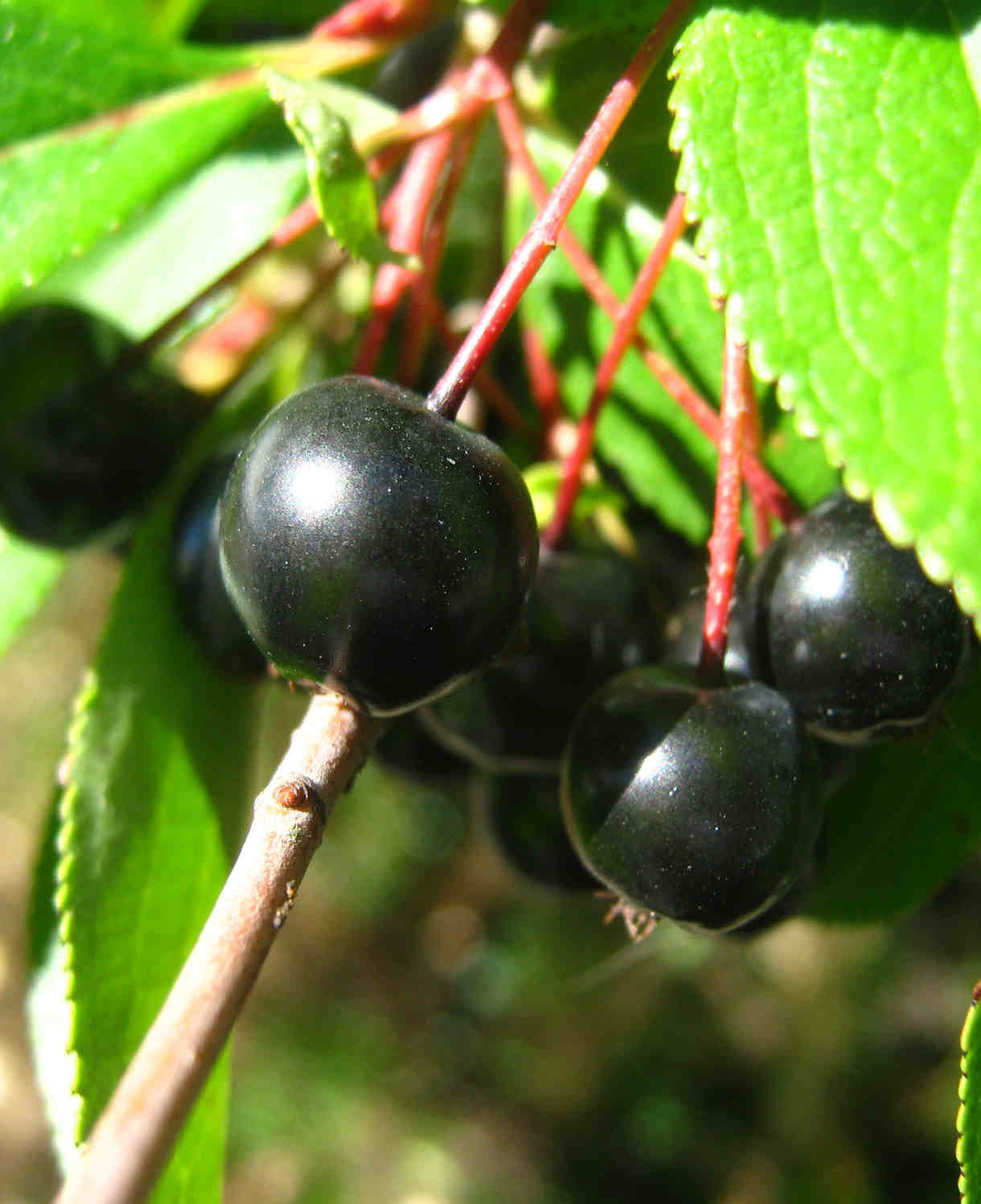 Aronia X Prunifolia Nero - 2 litre pots | Set-of-2
