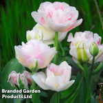 Thompson & Morgan Tulip Pretty In Pink Collection 32 Bulbs