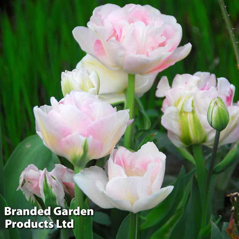 Thompson & Morgan Tulip Pretty In Pink Collection 32 Bulbs