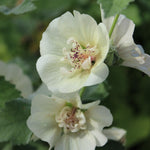 Alcea X Kitaibela Parkallee -shrubby Hollyhock 3x2l Pot