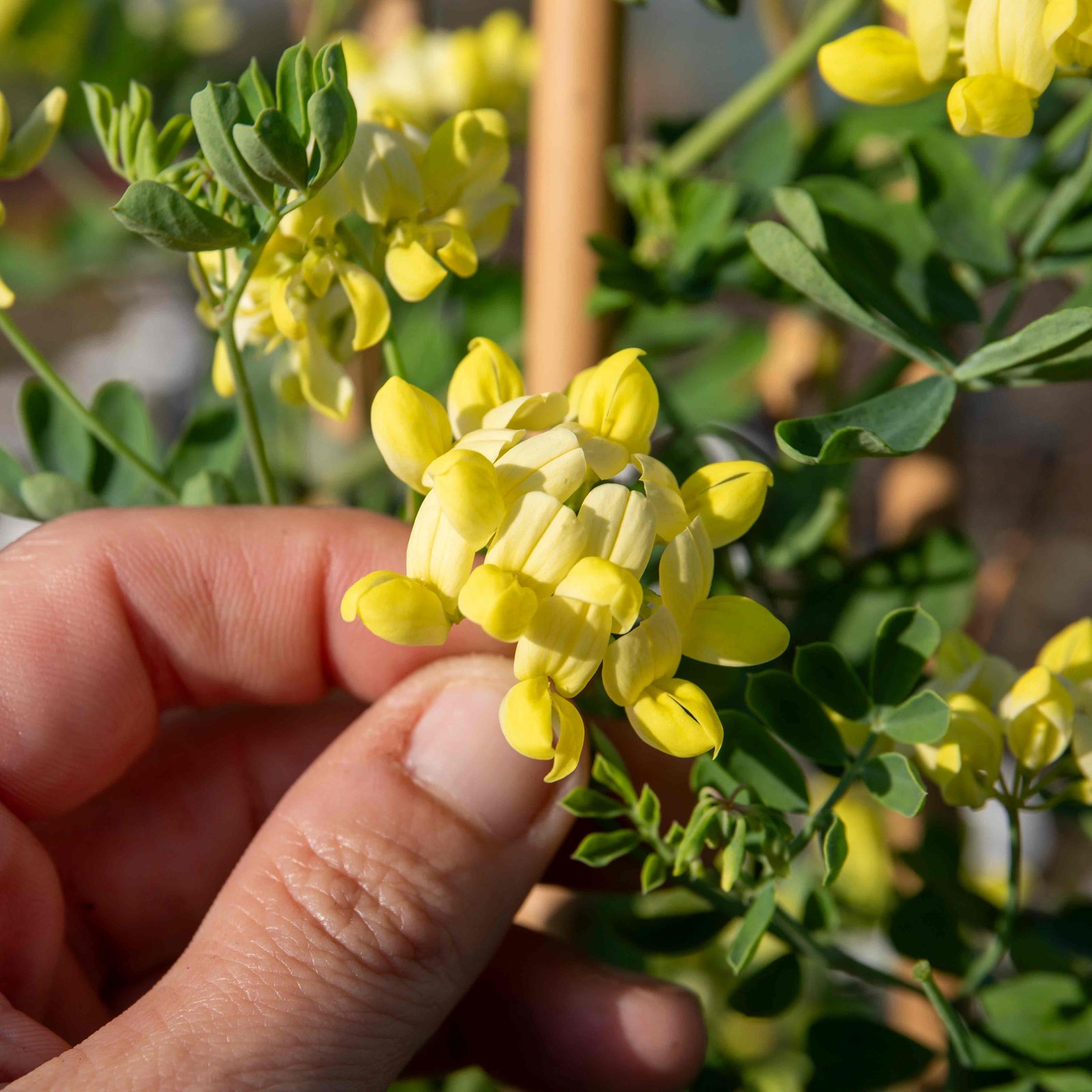 Coronilla 'glauca Citrina' - Evergreen Shrub With Scented Pale Lemon Flowers | 3 x 9cm