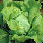 Butterhead Lettuce Seeds 'attraction' | 1000 Seeds