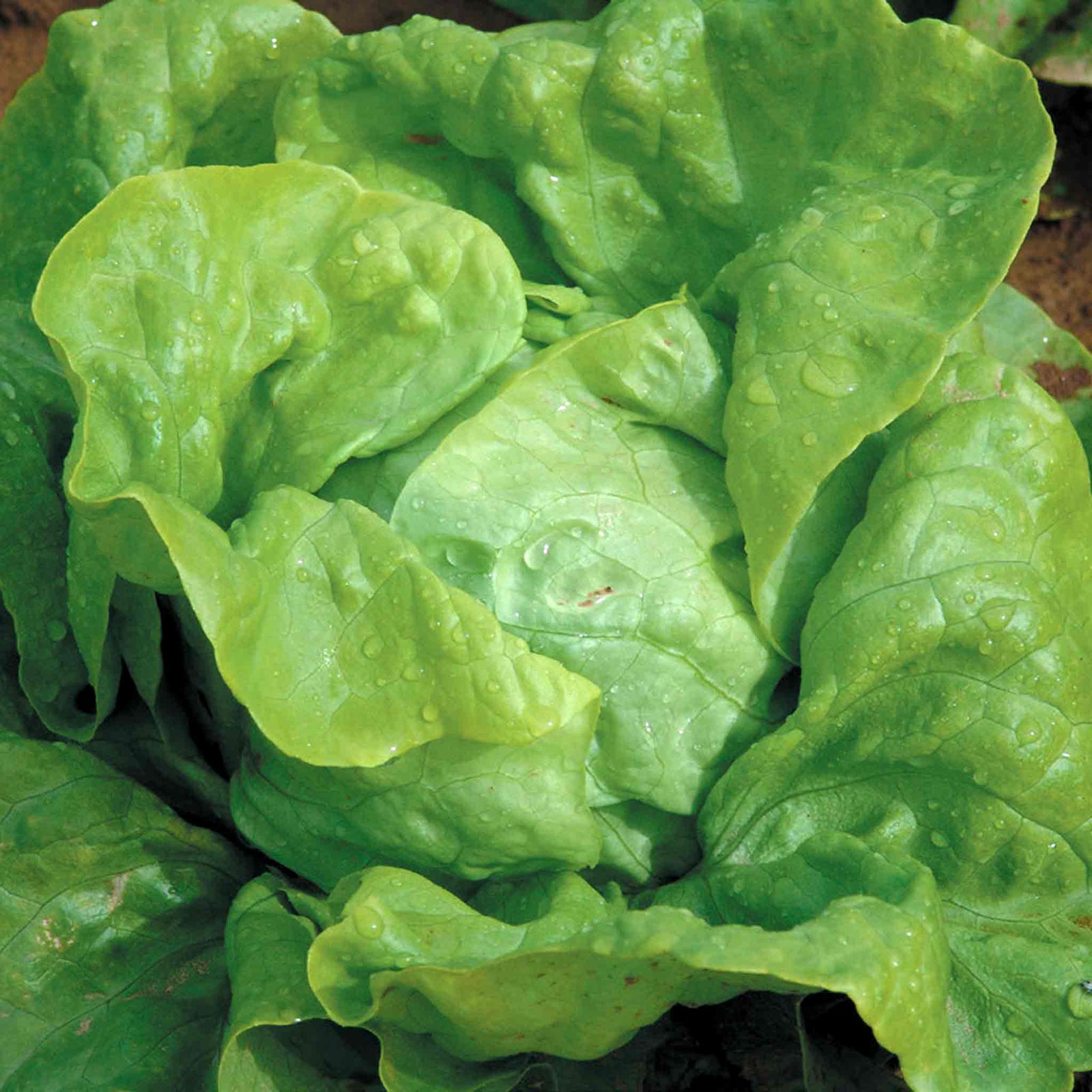 Butterhead Lettuce Seeds 'attraction' | 1000 Seeds
