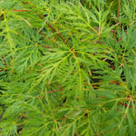 Japanese Maple - Acer Palmatum 'Emerald Lace' - Height 60-70cm - ⌀19cm | Set of 1 | Green