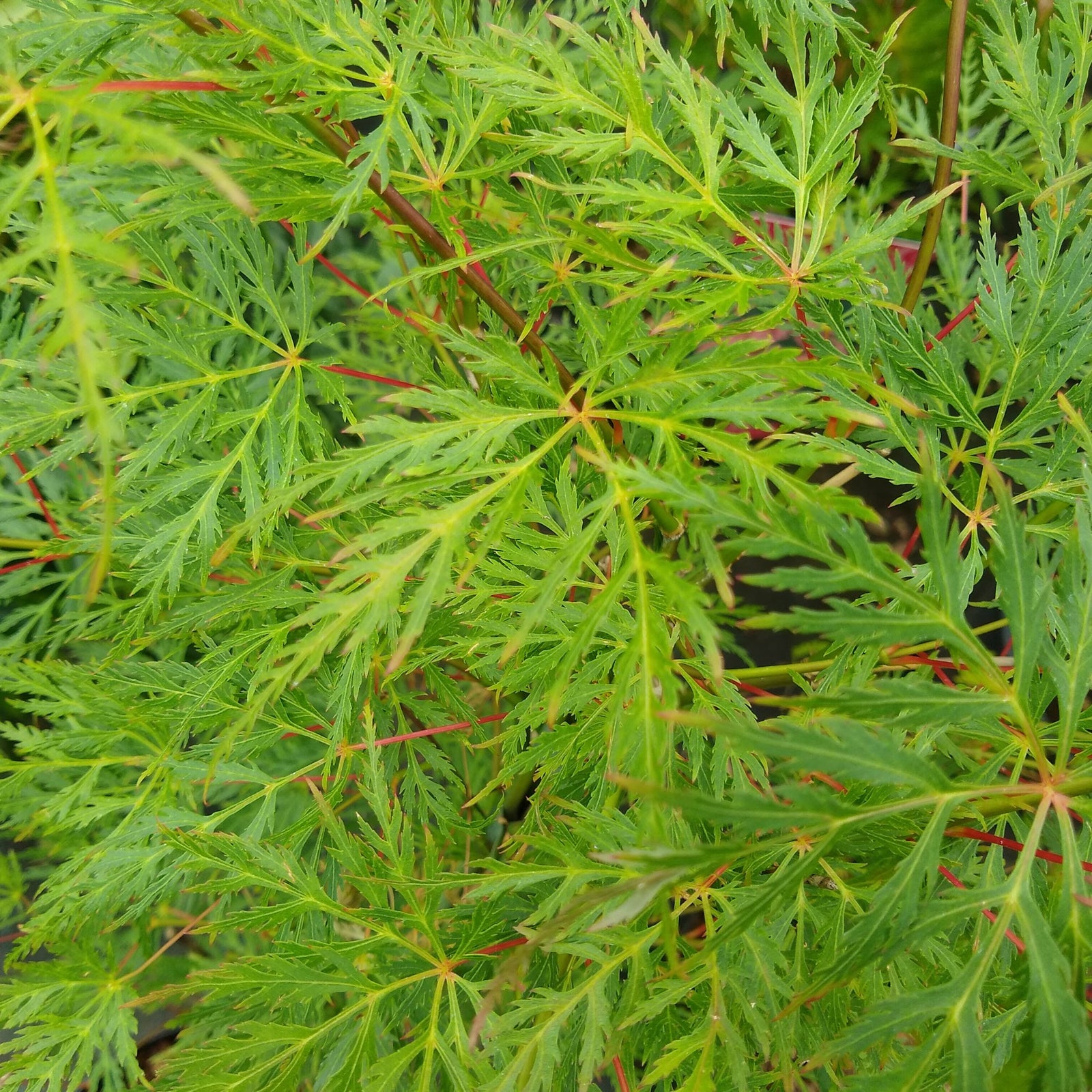 Japanese Maple - Acer Palmatum 'Emerald Lace' - Height 60-70cm - ⌀19cm | Set of 2 | Green