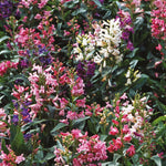 Penstemon Barbatus Mix | 250 Seeds | Multi