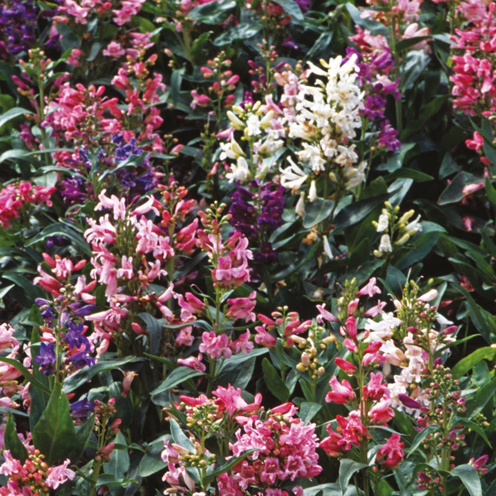 Penstemon Barbatus Mix | 250 Seeds | Multi