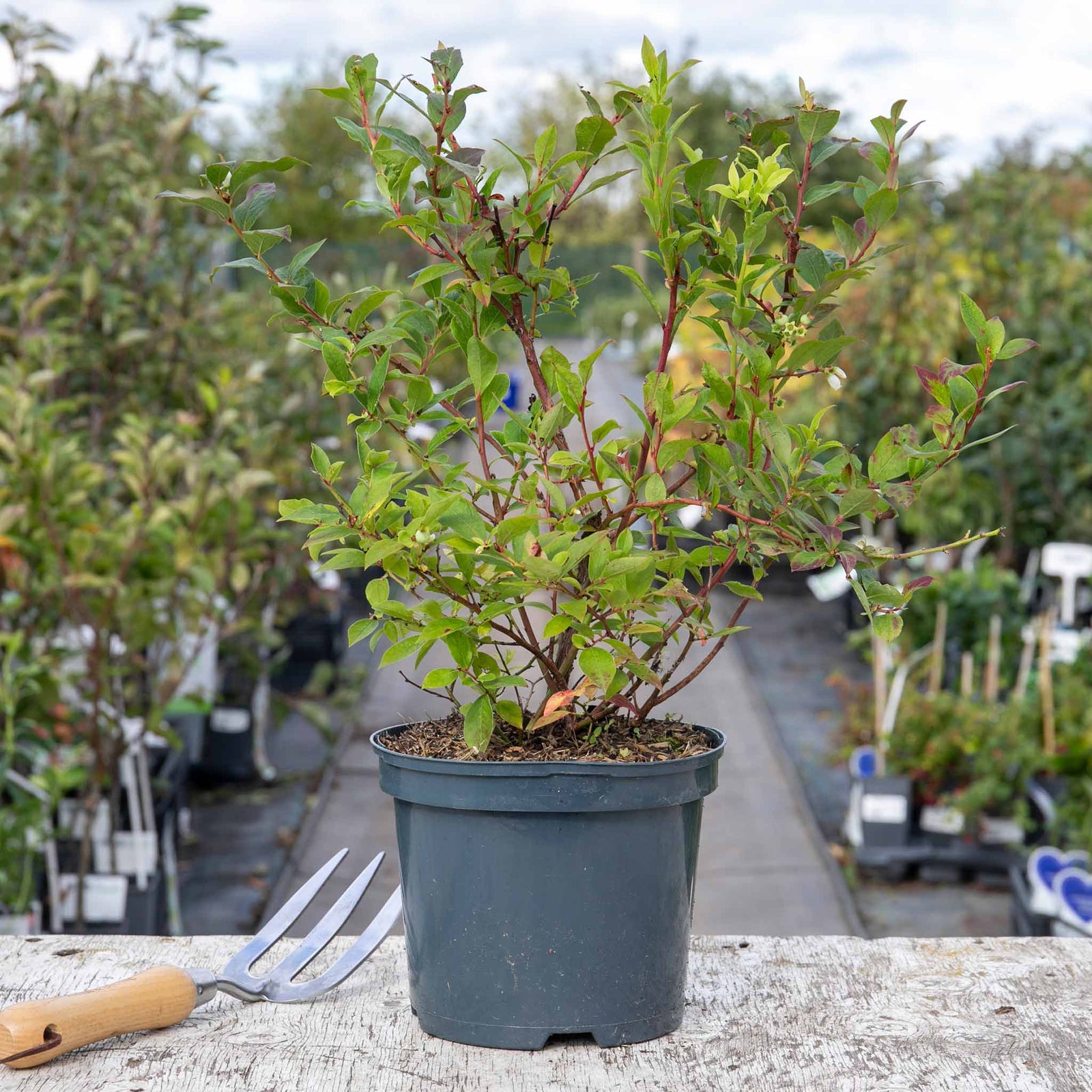 Lowberry Blueberry 'little Blue Wonder' Dwarf Patio Plant | Set-of-1