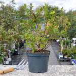 Lowberry Blueberry 'little Blue Wonder' Dwarf Patio Plant | Set of 1