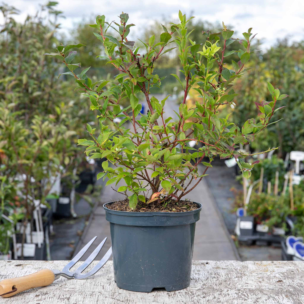 Lowberry Blueberry 'little Blue Wonder' Dwarf Patio Plant | Set of 1