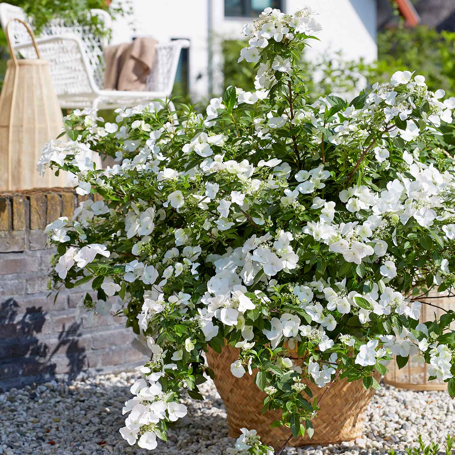 Hydrangea 'runaway Bride' Shrub | 1 x 7.5L