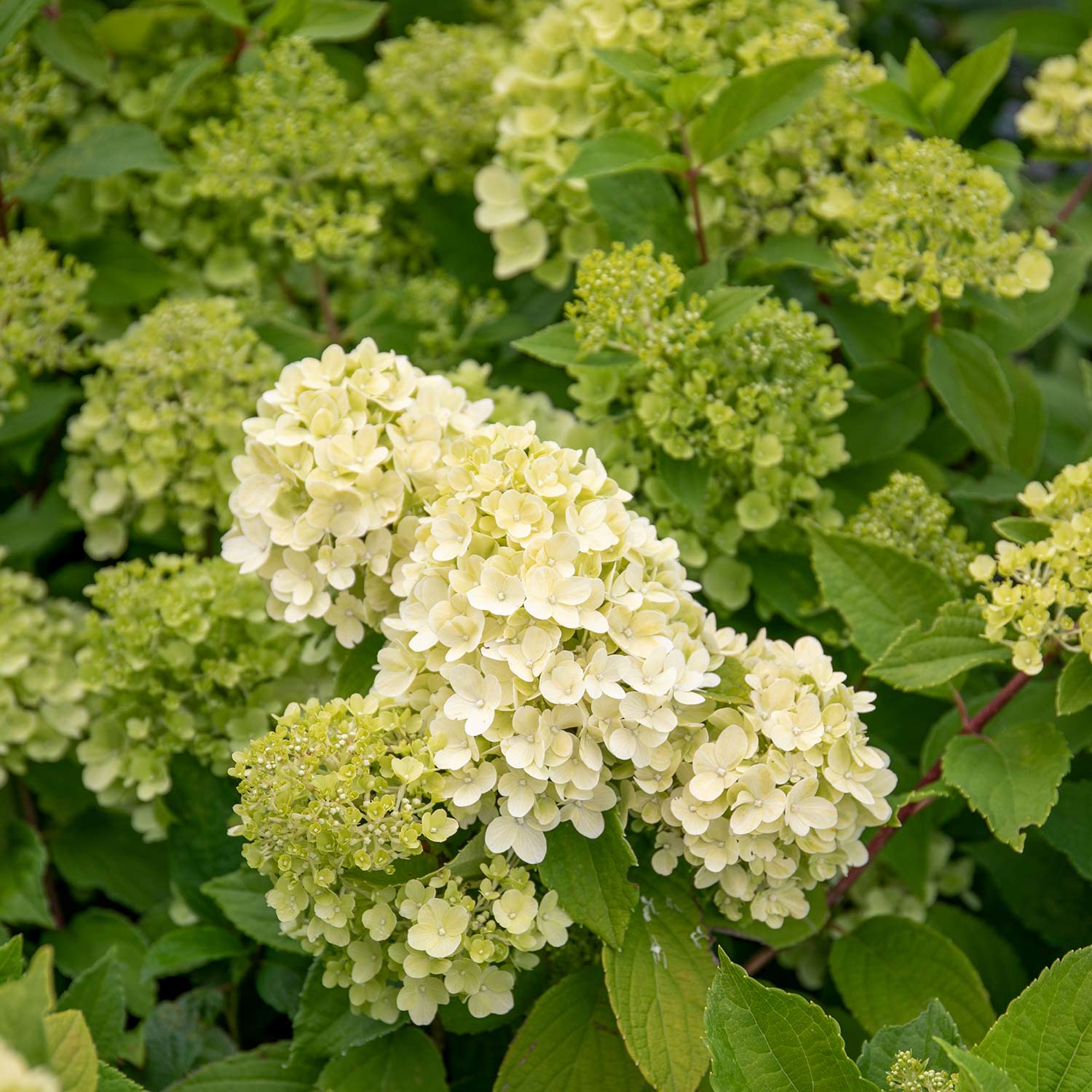 Hydrangea 'mojito' Lime Green Flowering Shrub | 1 x 7.5L | Green
