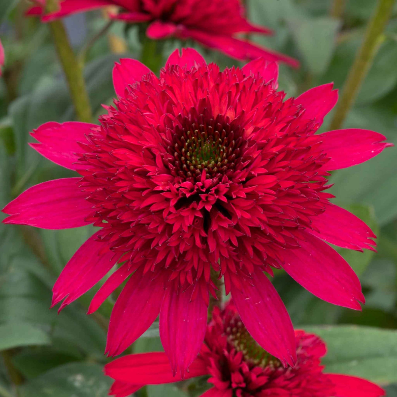 Echinacea 'sunny Days Ruby' - Compact Ruby-red Perennial | Set-of-1 | Ruby Red