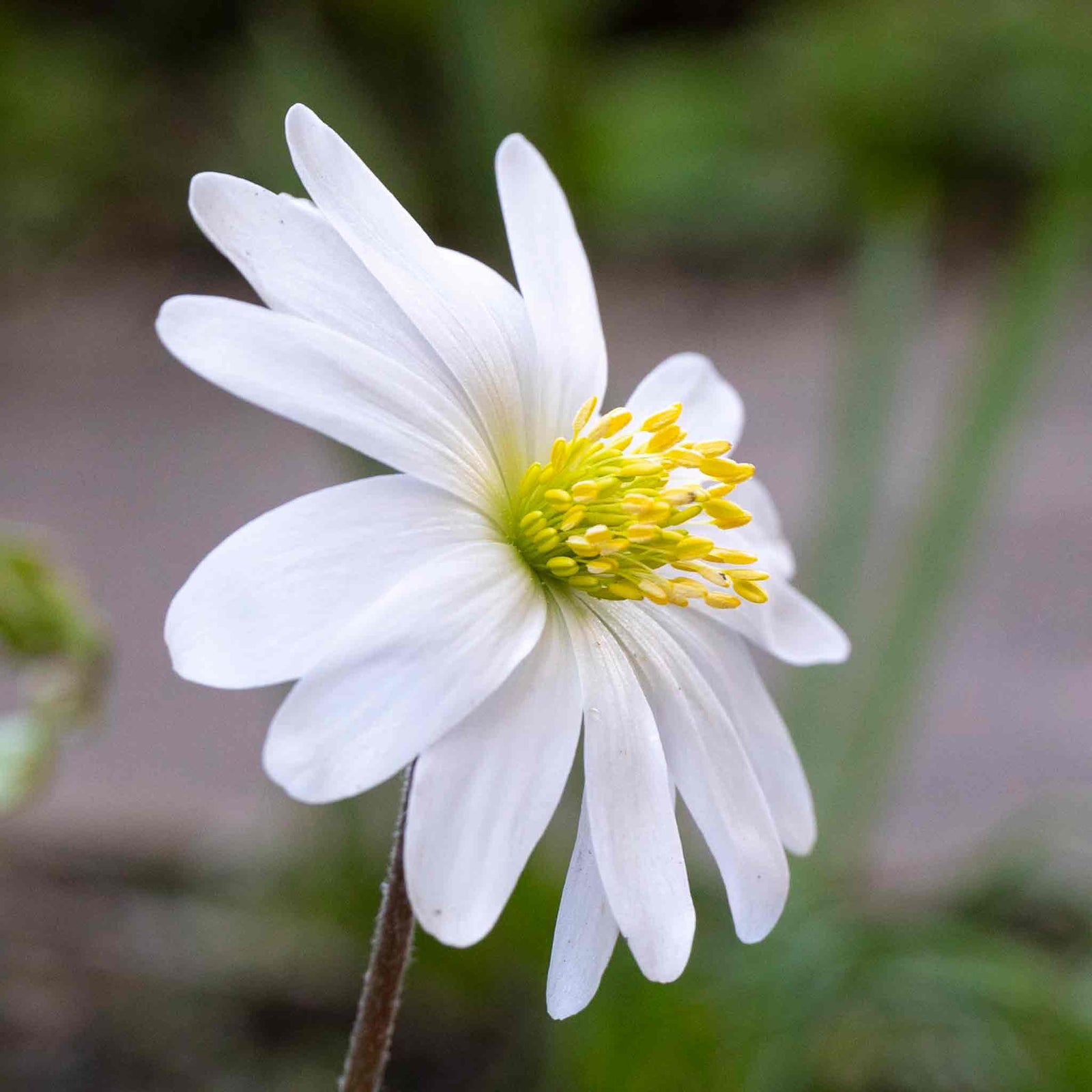 Anemone Blanda Mixed Corms | 50 x Bulbs | Multi