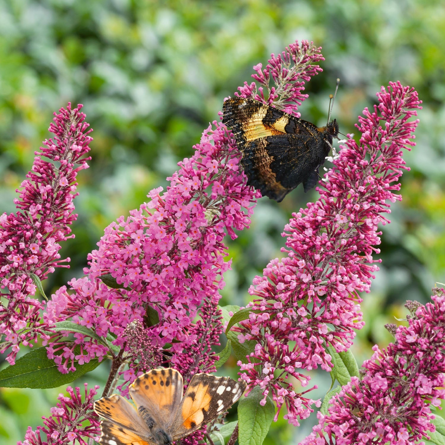 Buddleja Davidii 'pink Delight' Fragrant Pink Butterfly Bush | 1 x 3L | Pink